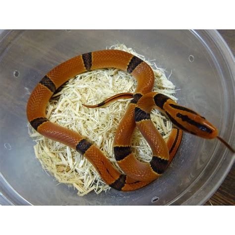 Yunnan Mountain Bamboo Rat Snake Captive Bred Baby Strictly