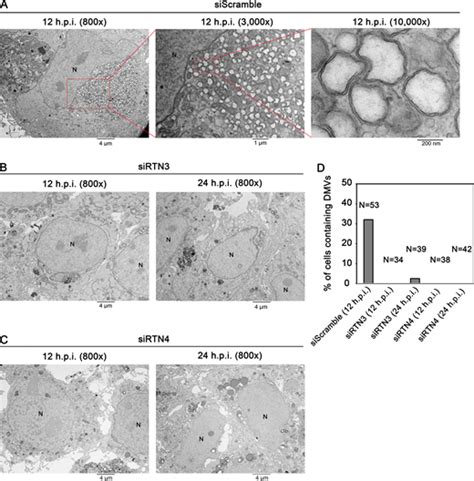 JCellBiol On Twitter Jeffrey M Williams Yu Jie Chen Billy Tsai Et