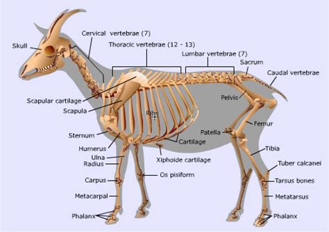 Goat Anatomy | Everything You Need To Know | Texas Goat