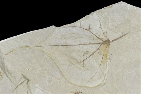 Fossil Poplar Populus Leaf Green River Formation Utah