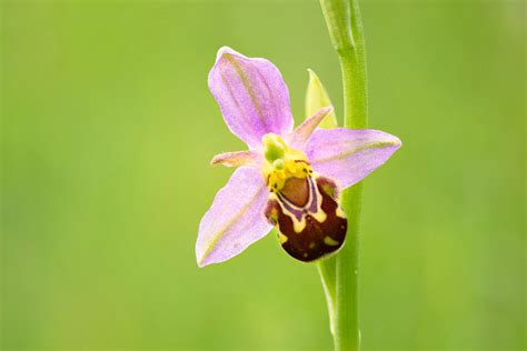 Bee Orchid Flower - Francis J Taylor Photography