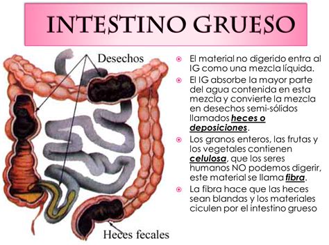 Anatomia Del Intestino Grueso