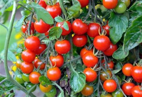 Jardim Exotico TOMATE CEREJA Mais Docinho E Perfeito Para A Salada