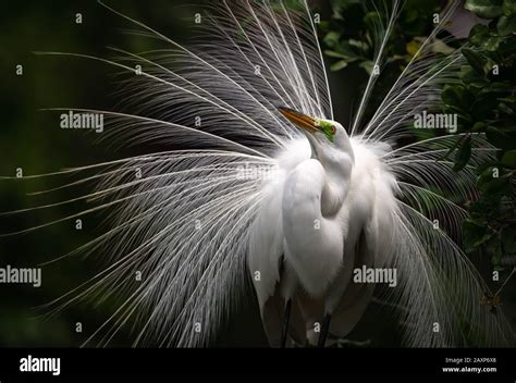 Great Egret in Breeding Plumage Stock Photo - Alamy