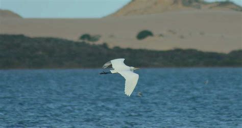 Coorong National Park Wildlife South Australia