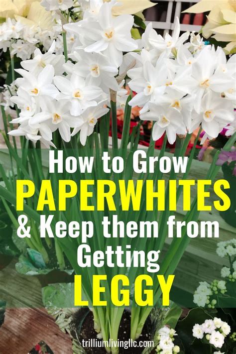 How To Plant Grow And Care For The Paperwhite Narcissus Artofit