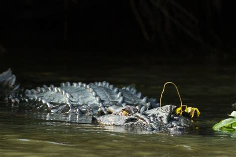 Crocodile sri lanka