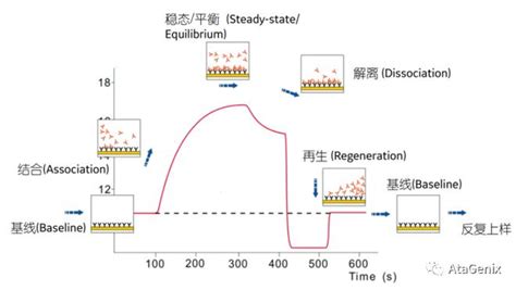 探索生命？分子间相互作用分析技术了解一下 知乎