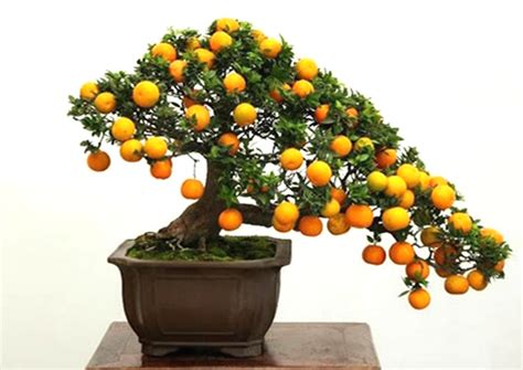 A Guide To Growing Bonsai Fruit Trees