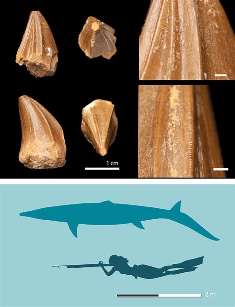 Bizarre Screwdriver Teeth Unearthed Extraordinary Fossil Discovery Of