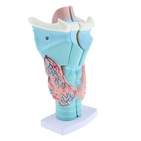 Buy Uiof Larynx Model Magnified Human Larynx Anatomical Showing Model