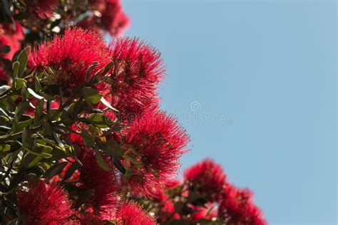 Metrosideros Excelsa Tree Flowers Stock Image - Image of vibrant ...