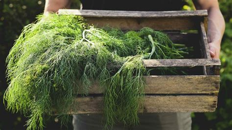 How To Harvest Dill - 5 Easy Steps