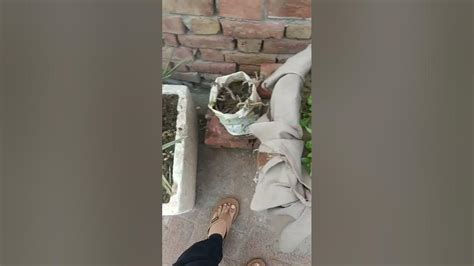 Plant Challenge 😍🤣😇😇 Music Punjabisong Shortfeed Viral Entertainment Funnynewchallenge