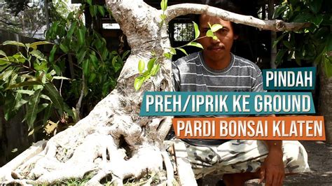 Blog Bonsai Cara Membesarkan Batang Anting Putri