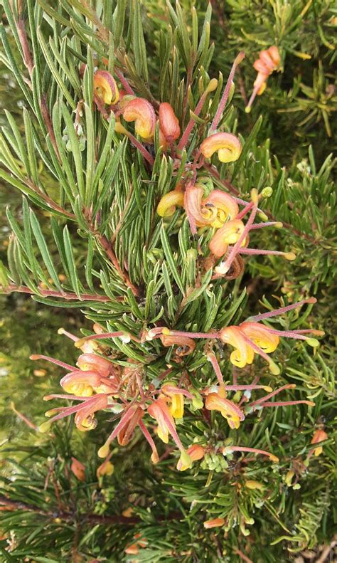 Grevillea rosmarinifolia x alpina Entree in 50mm Forestry Tube – Trigg