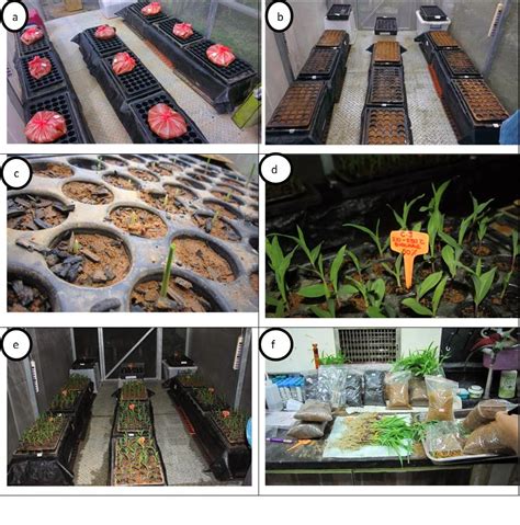 Influence Of Biochar In Seed Germination And Growth Rate Part 2