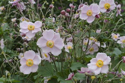 14 Beautiful Types Of Anemone Flowers