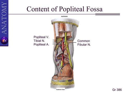 Hamstring And Popliteal Fossa Ii Ppt