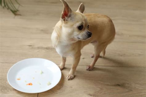 Why Is My Chihuahua Losing Hair 7 Reasons For Bald Patches