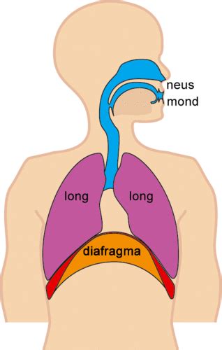 Biologie Malmerg Leerjaar 2 Thema 1 Basisstof 3 Het