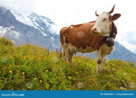 Milchkuh Auf Wiese In Den Alpen Stockfoto Bild Von Wiese Cape 15802040