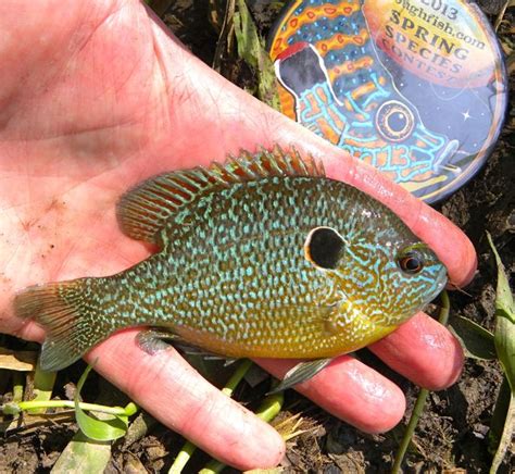 Sunfish, Longear | www.roughfish.com