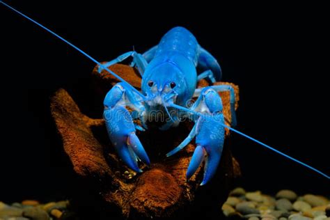 Crayfish Blue Crayfish Blue in the Aquarium Stock Image - Image of river, animals: 113245079