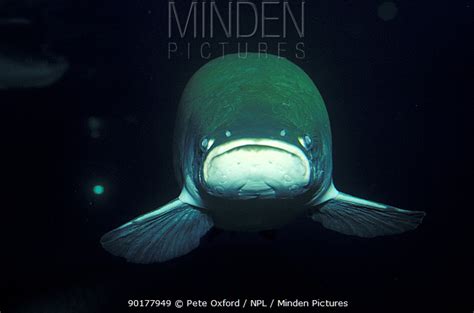 Arapaima Stock Photo Minden Pictures