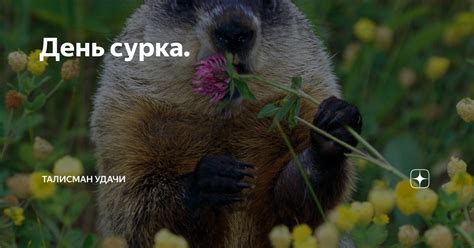 День сурка. | Талисман Удачи | Дзен