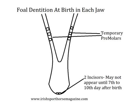 How To Tell Your Horse’s Age By Their Teeth. – Irish Sport Horse Magazine