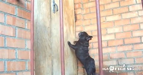 French Bulldog Demands To Be Let Inside House Video Huffpost Uk Comedy