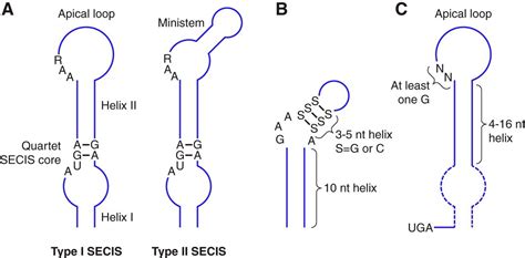 Selenoproteins Molecular Pathways And Physiological Roles