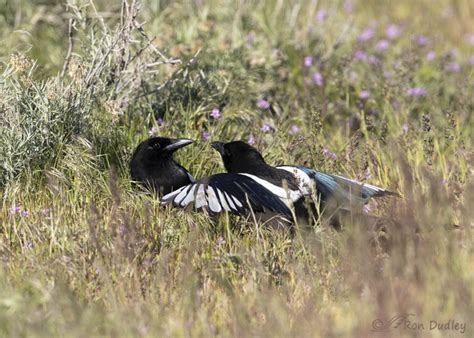 Female Magpie Showing Her Mate Whos Boss Feathered Photography