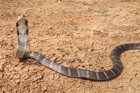 World Snake Day 2021 in Vizag: Decoding the venomous snakes of India