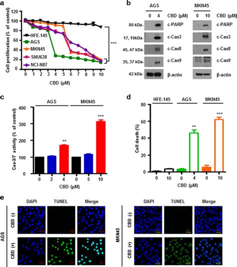 Cannabidiol Promotes Apoptosis Via Regulation Of XIAP Smac In Gastric