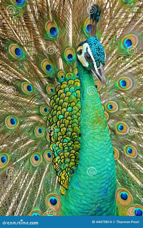 Portrait Of Beautiful Peacock With Feathers Out Stock Photo Image Of