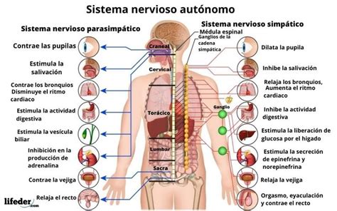 Sistema Nervioso Aut Nomo Funciones Estructura Enfermedades