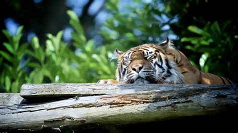 Sleeping tiger wallpaper - backiee