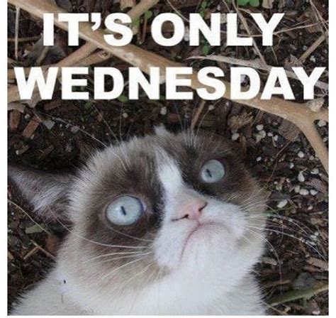 Grumpy Cat Meme Hump Day