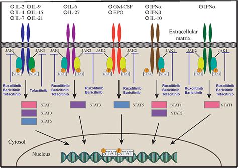 Frontiers Inborn Errors Of Immunity With Immune Dysregulation From