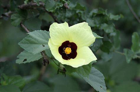 Hibiscus Calyphyllus Large Yellow Wild Hibiscus Hibiscus Yellow