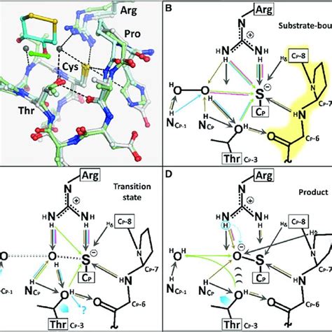 Summary of Proposed Mechanisms of Prx Peroxidation | Download ...