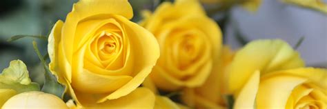 Yellow Ecuadorian Roses Anna York Flowers