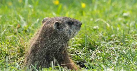 Groundhog Behavior - AnimalBehaviorCorner