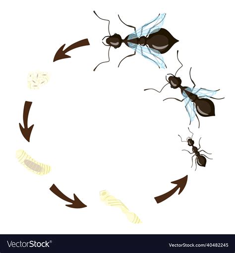 Ant Life Cycle Isolated On White Background Stage Vector Image