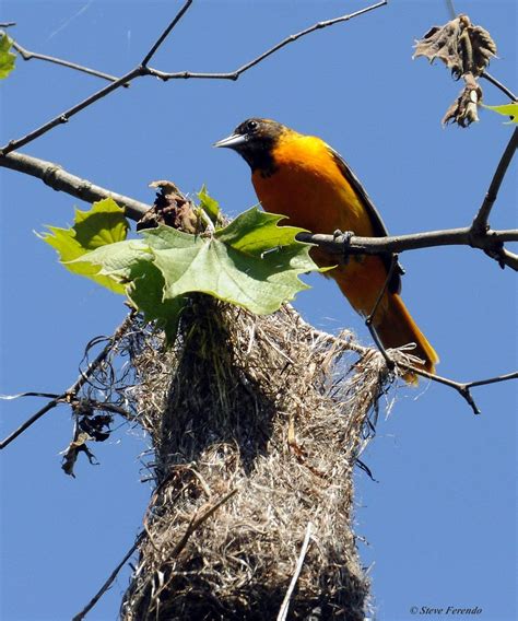 "Natural World" Through My Camera: Baltimore Oriole Nest Activity