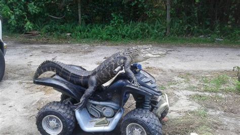 Florida Woman Fights to Keep Her Pet Alligator Who Wears Clothes and ...