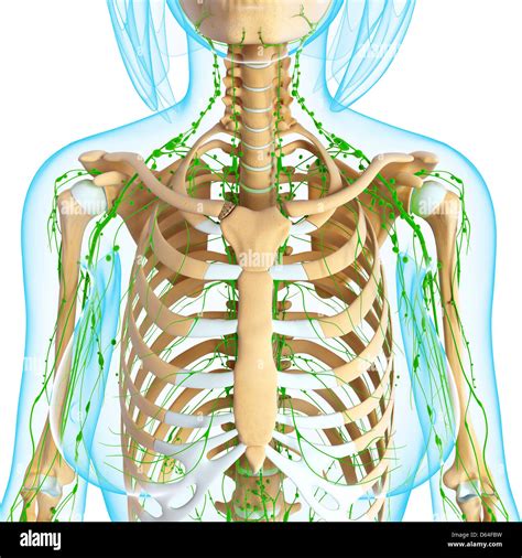 Female Chest Anatomy High Resolution Stock Photography and Images - Alamy