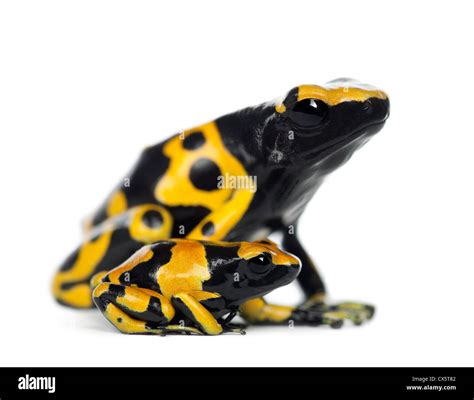 Yellow-banded poison dart frogs, Dendrobates leucomelas, mother with ...